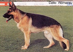 Cello vd.R&ouml;merau